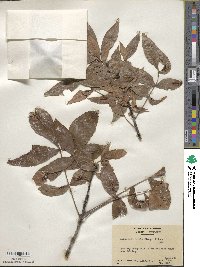 Carya cordiformis image