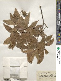 Carya cordiformis image