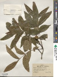 Carya cordiformis image