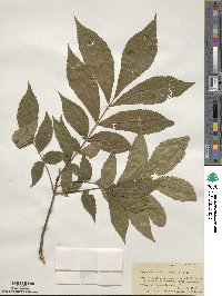 Carya cordiformis image