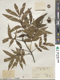 Carya cordiformis image