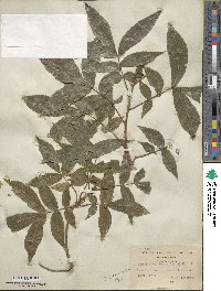 Carya cordiformis image