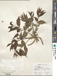 Carya cordiformis image