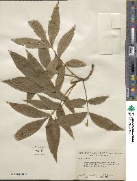 Carya cordiformis image