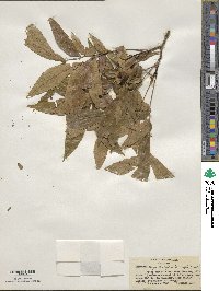 Carya cordiformis image