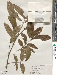 Carya cordiformis image