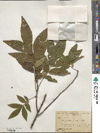 Carya cordiformis image