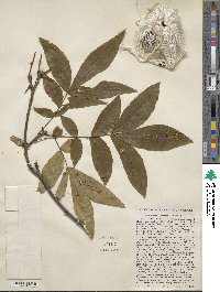 Carya cordiformis image