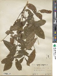 Carya cordiformis image