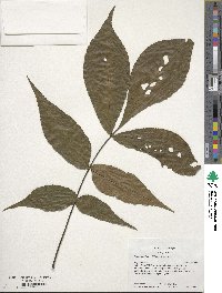 Carya cordiformis image