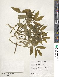 Carya cordiformis image