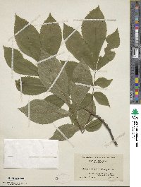 Carya cordiformis image