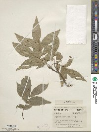 Carya cordiformis image