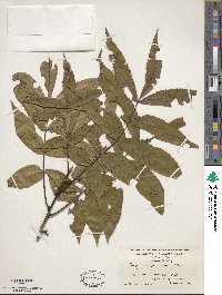 Carya cordiformis image