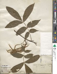 Carya cordiformis image