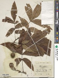 Carya cordiformis image