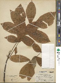 Carya cordiformis image