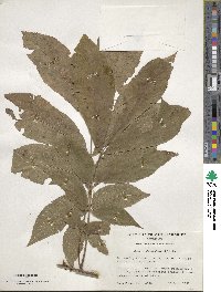 Carya cordiformis image