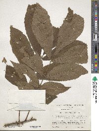 Carya cordiformis image