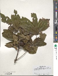 Carya cordiformis image