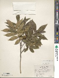 Carya cordiformis image