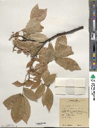 Carya cordiformis image