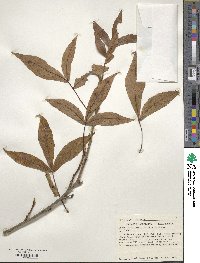 Carya cordiformis image