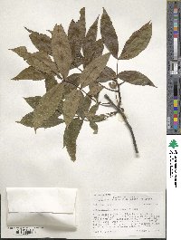 Carya cordiformis image