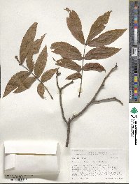 Carya cordiformis image