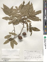 Carya cordiformis image