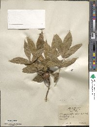 Carya cordiformis image