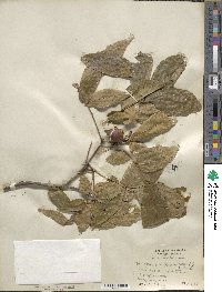 Carya cordiformis image