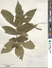 Carya cordiformis image