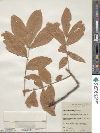 Carya cordiformis image