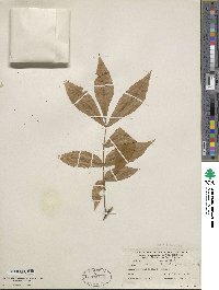 Carya cordiformis image