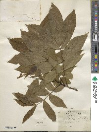 Carya cordiformis image