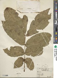 Carya cordiformis image