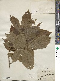 Carya cordiformis image