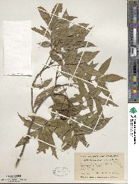 Carya cordiformis image