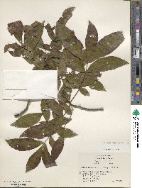 Carya cordiformis image