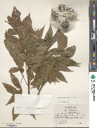 Carya cordiformis image