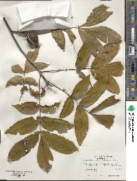 Carya cordiformis image