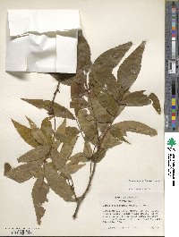 Carya cordiformis image