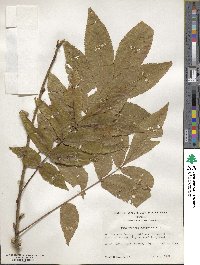 Carya cordiformis image