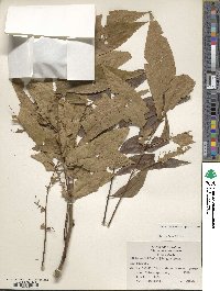 Carya cordiformis image