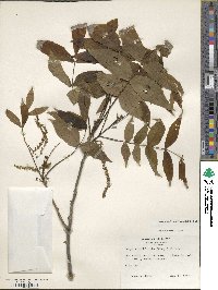 Carya cordiformis image