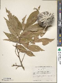 Carya cordiformis image