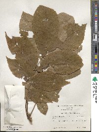 Carya cordiformis image