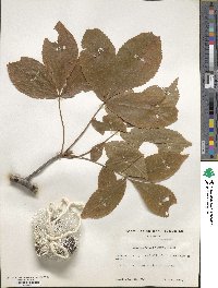 Carya cordiformis image