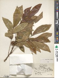 Carya cordiformis image